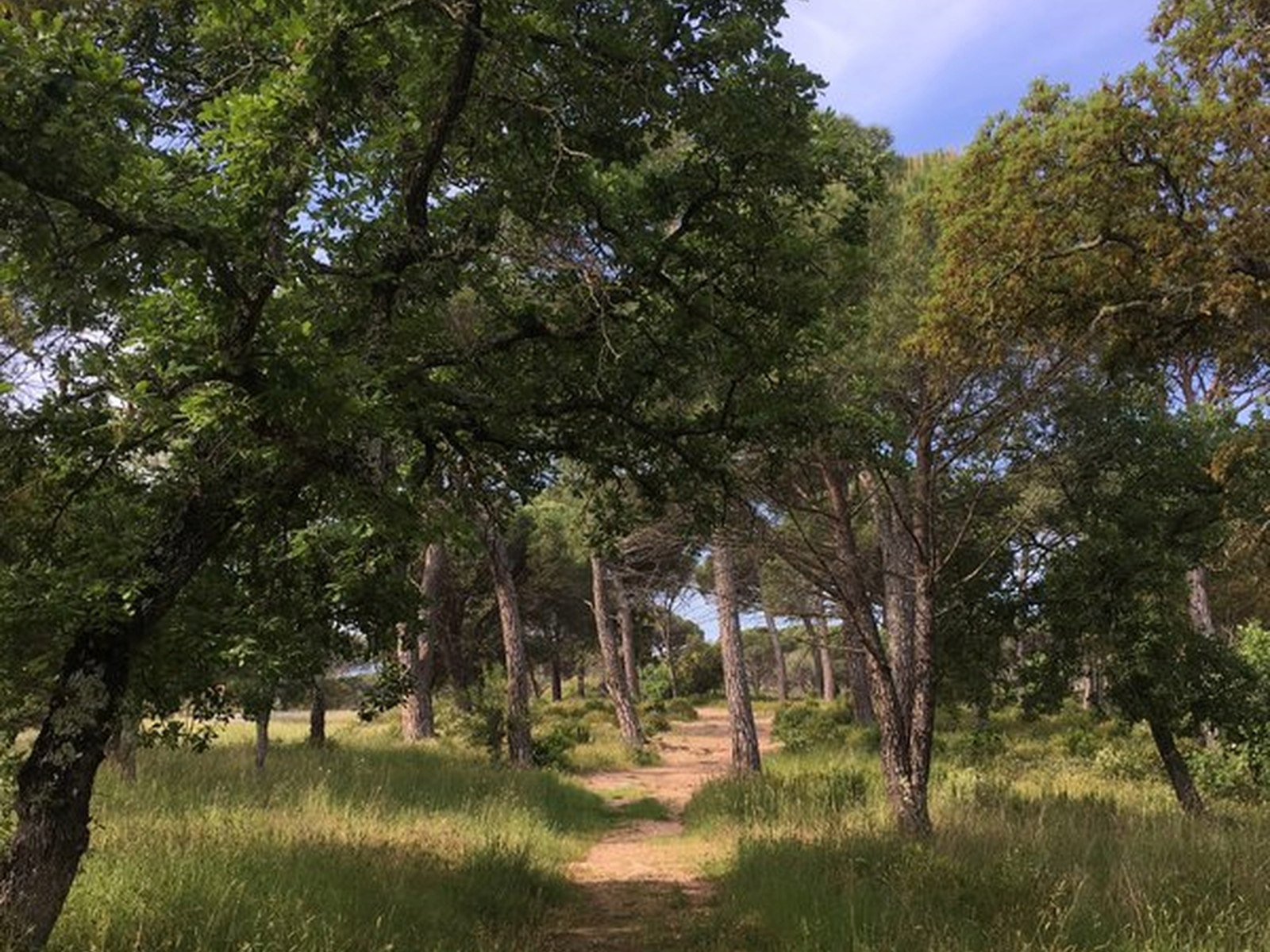 Sentier passant au milieu de différents pins
