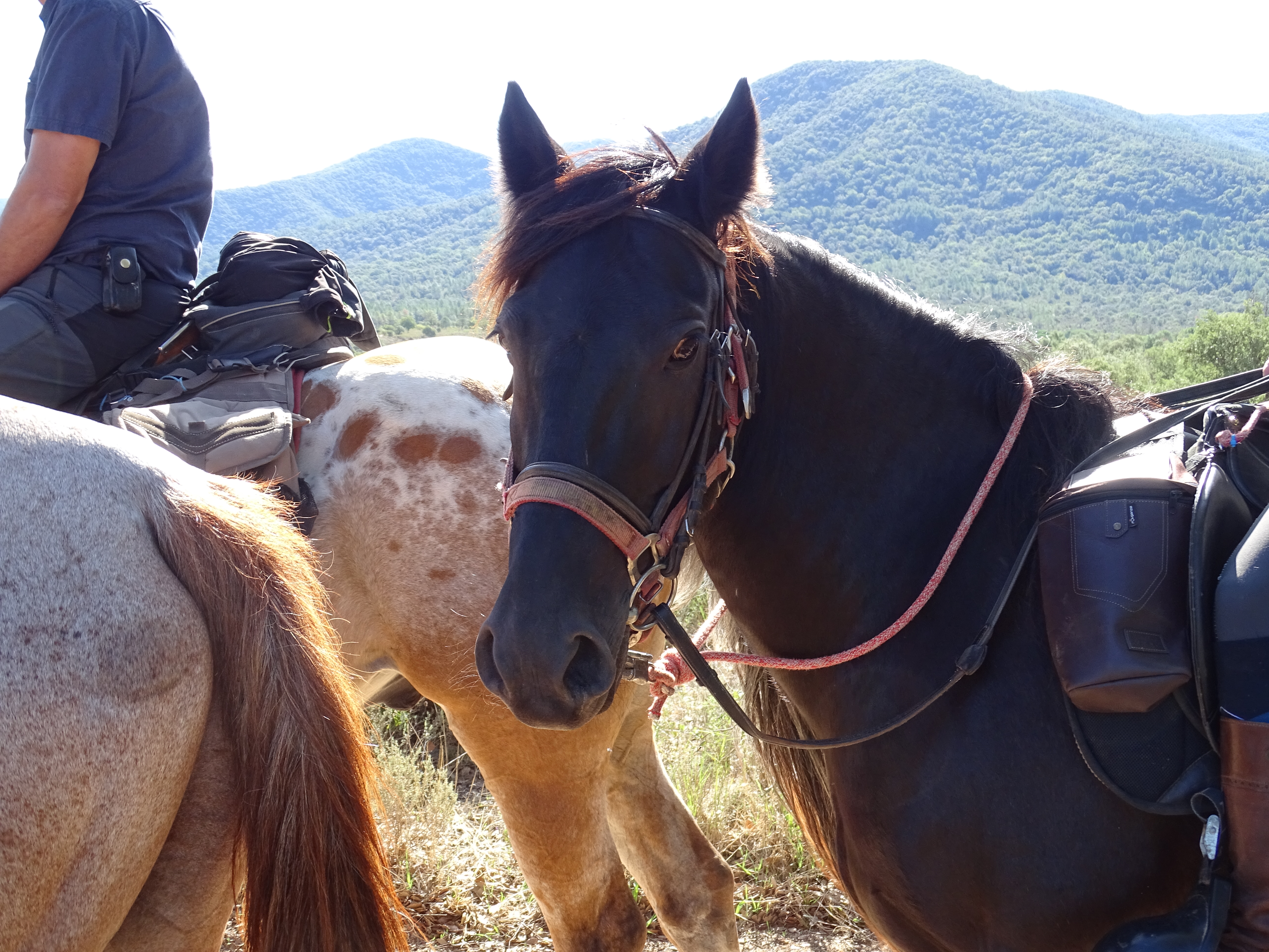 Zoom sur la tête d'un cheval au repos avec la vue en arrière-plan sur la plaine des Maures